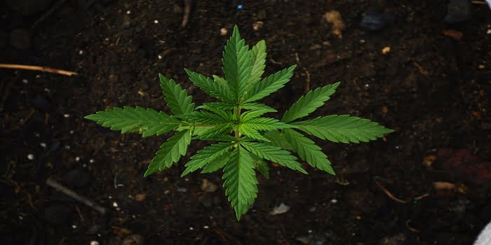 Industriehanf in Deutschland – Cannabis Sativa