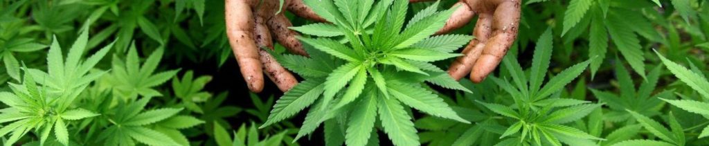 Cannabis Sativa L.