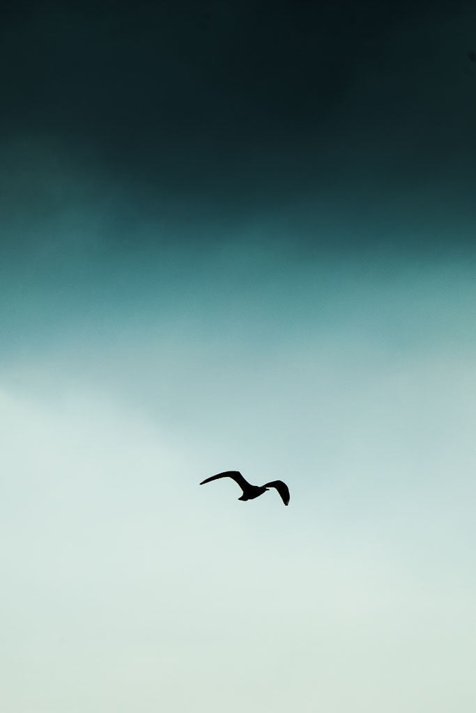 Vogel in natürlicher Umgebung