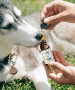 CBD Öl für Hunde