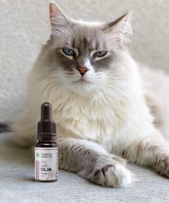 CBD Öl für Katzen 1