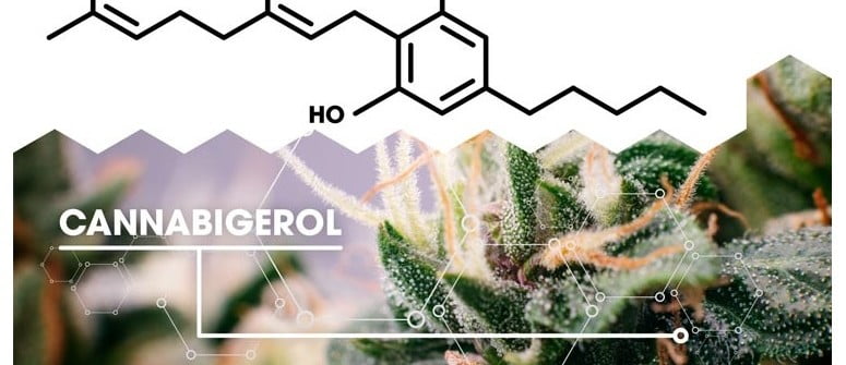 CBG Cannabigerol