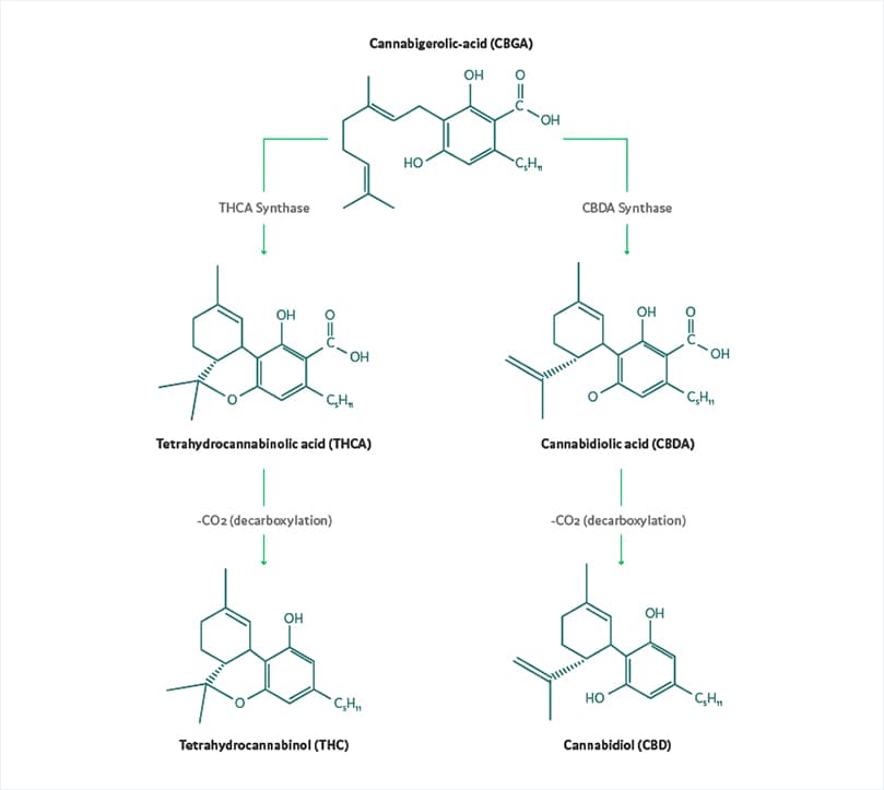 CBG und andere Cannabinoide