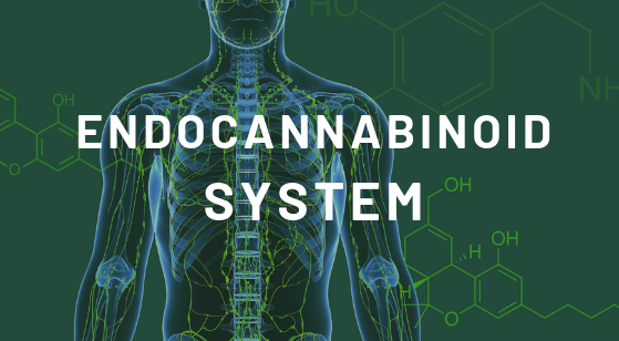 Das Endocannabinoid-System